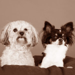 Tiere11