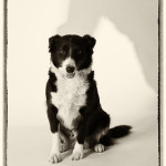 Tiere13