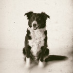 Tiere14