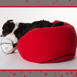 Tiere16