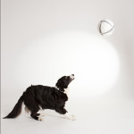 Tiere18