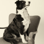 Tiere19