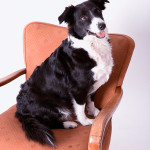 Tiere20