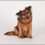 Tiere21