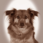 Tiere22