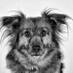 Tiere23