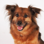 Tiere24