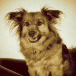 Tiere26