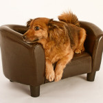 Tiere27