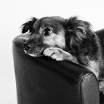 Tiere28