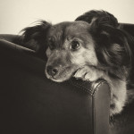 Tiere29